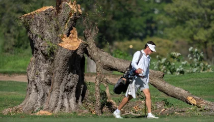 trees-3-ap-gmh-261012_1791835297342_hpMain_16x9