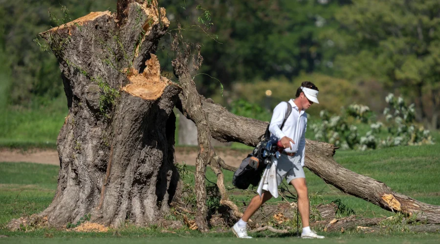 trees-3-ap-gmh-261012_1791835297342_hpMain_16x9
