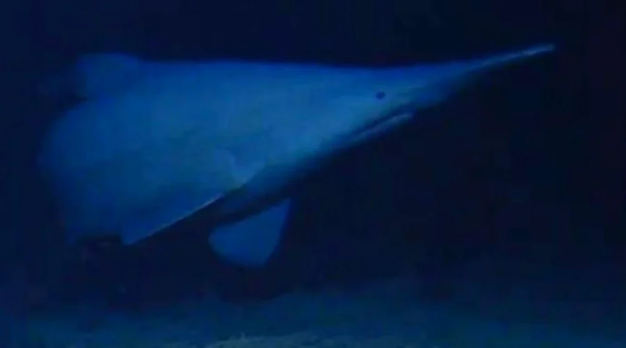 goblin-shark-ht-jt-260612_1781278747007_hpMain_16x9