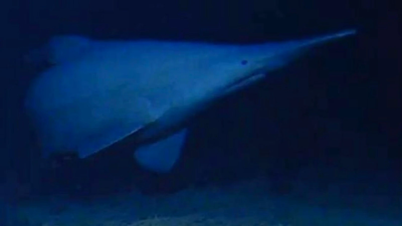 goblin-shark-ht-jt-260612_1781278747007_hpMain_16x9
