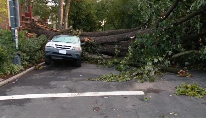 tree-on-car-dc-ht-jt-260905_1788624573224_hpMain_16x9