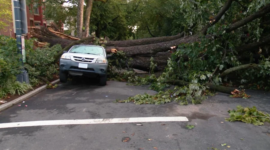 tree-on-car-dc-ht-jt-260905_1788624573224_hpMain_16x9